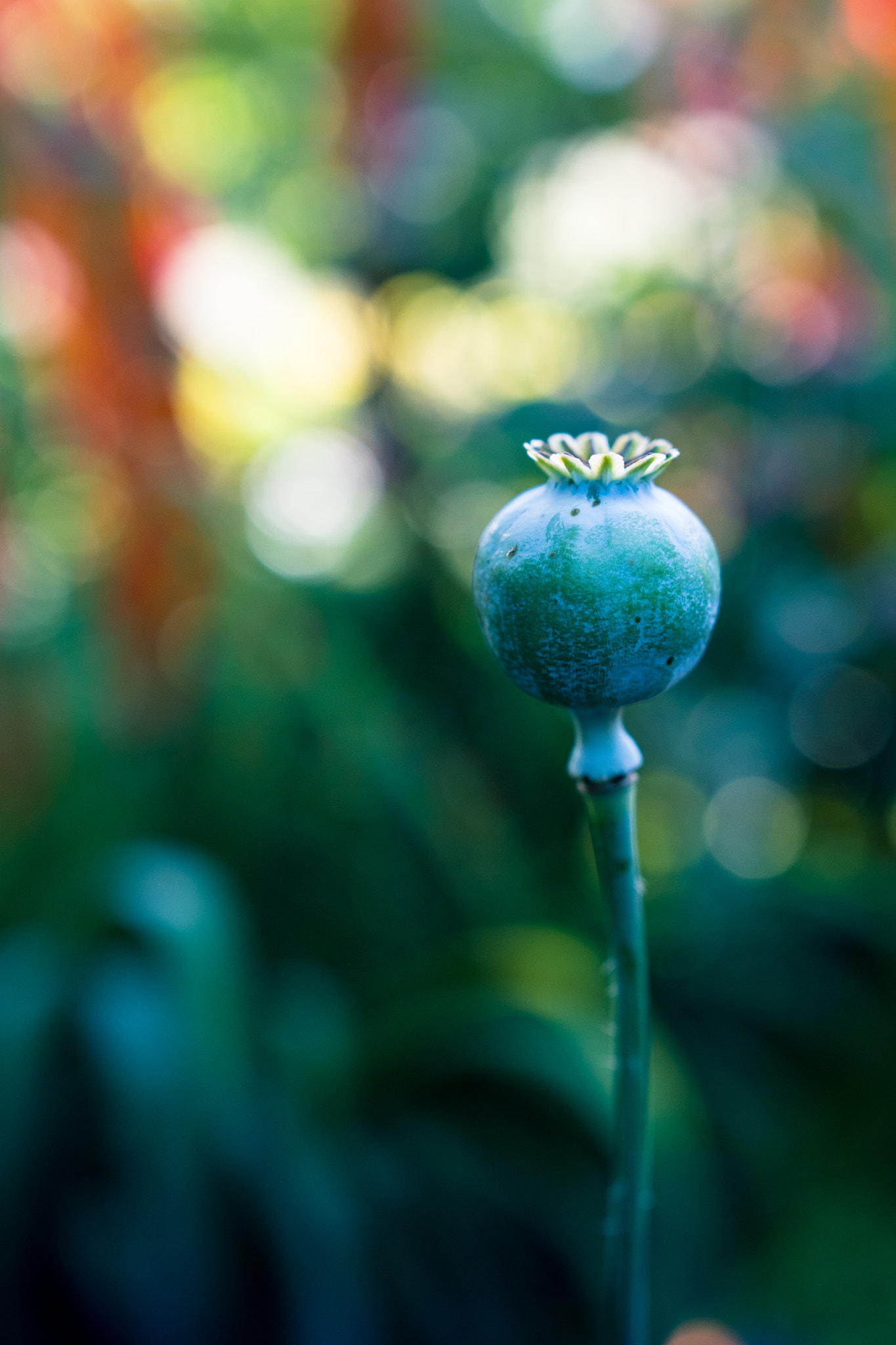 Sony a6300 + 18-35mm F1.8 DC HSM | Art 013 sample photo. Green photography