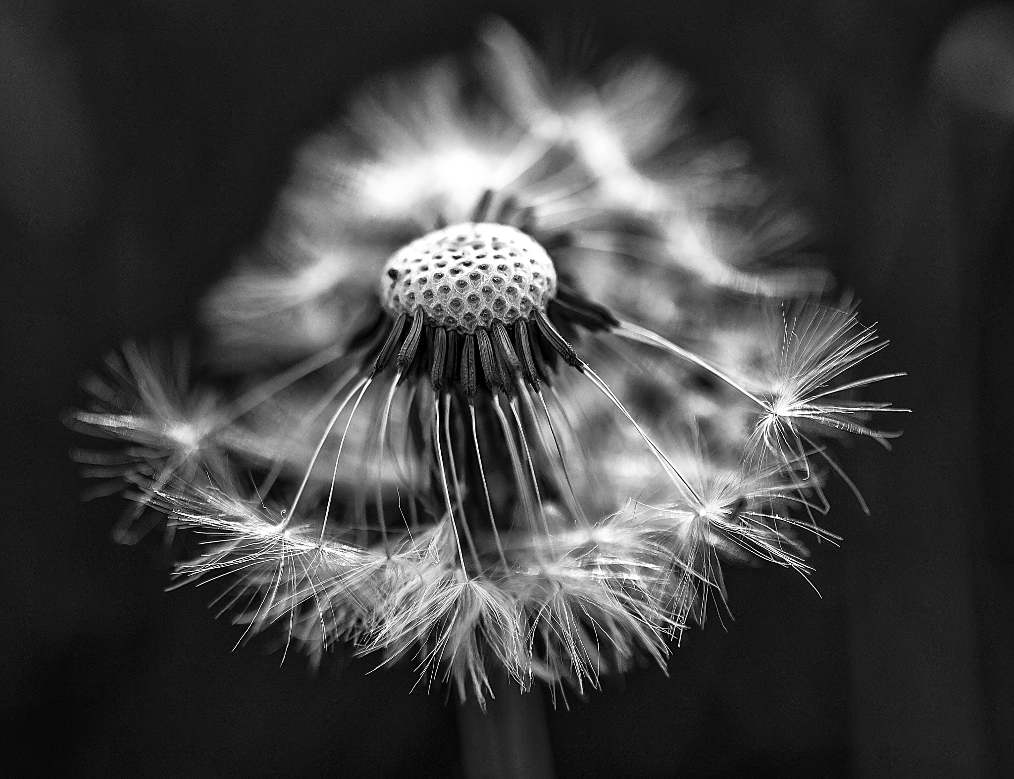 Canon EF 50mm F2.5 Macro sample photo. Dandilion seed head photography