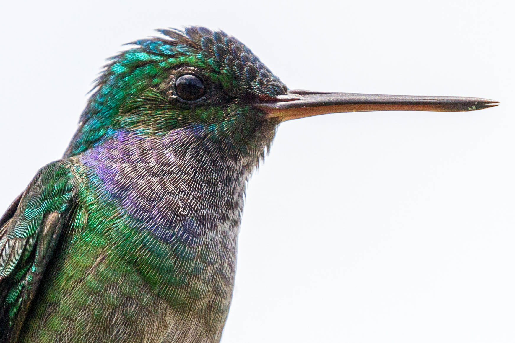Canon EF 100-400mm F4.5-5.6L IS II USM sample photo. Hummingbird photography
