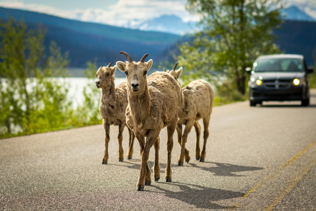 Owning the Road.jpg by Andrew on 500px.com