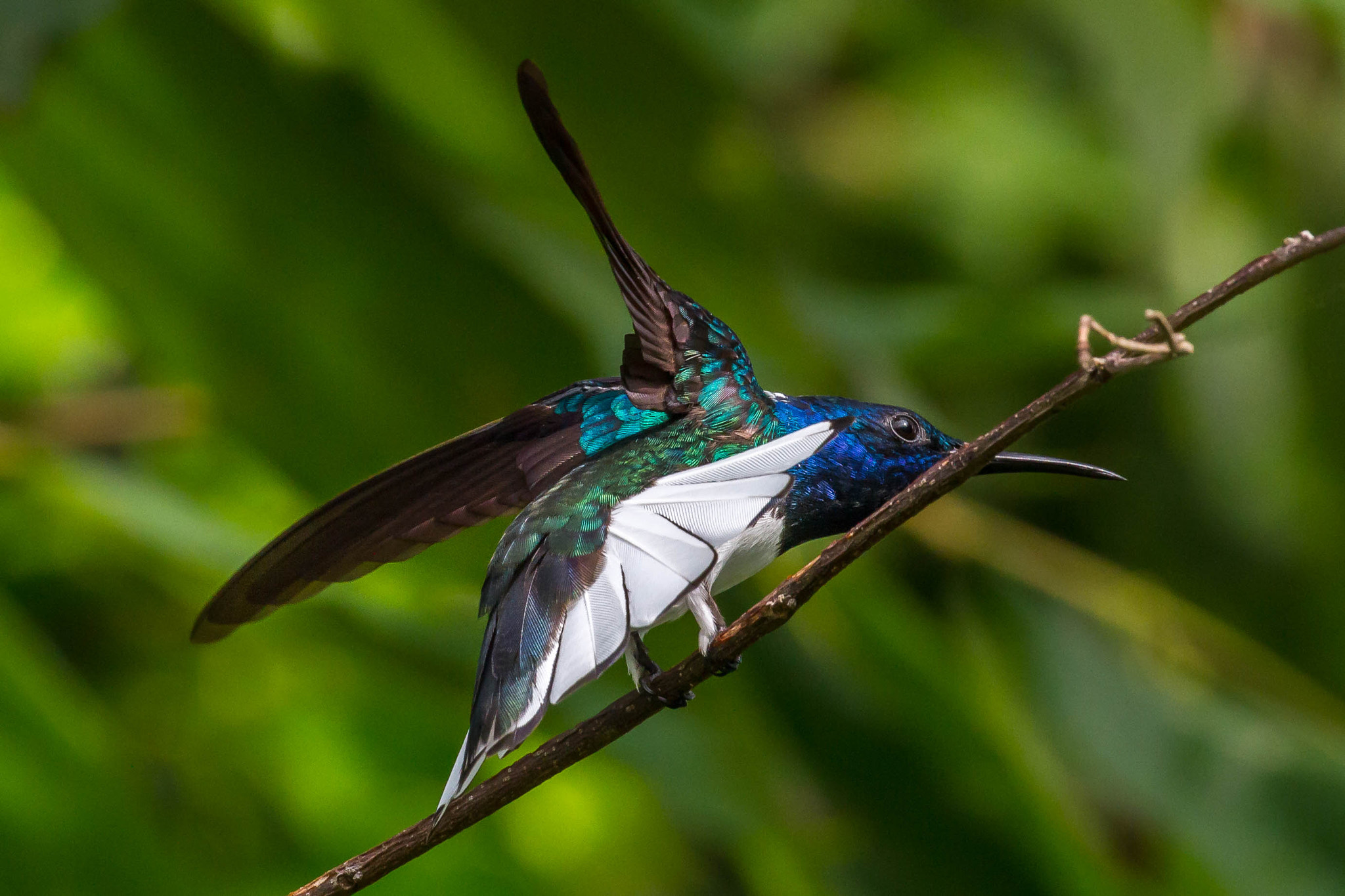 Canon EF 100-400mm F4.5-5.6L IS II USM sample photo. Flaps down - prepare engines photography