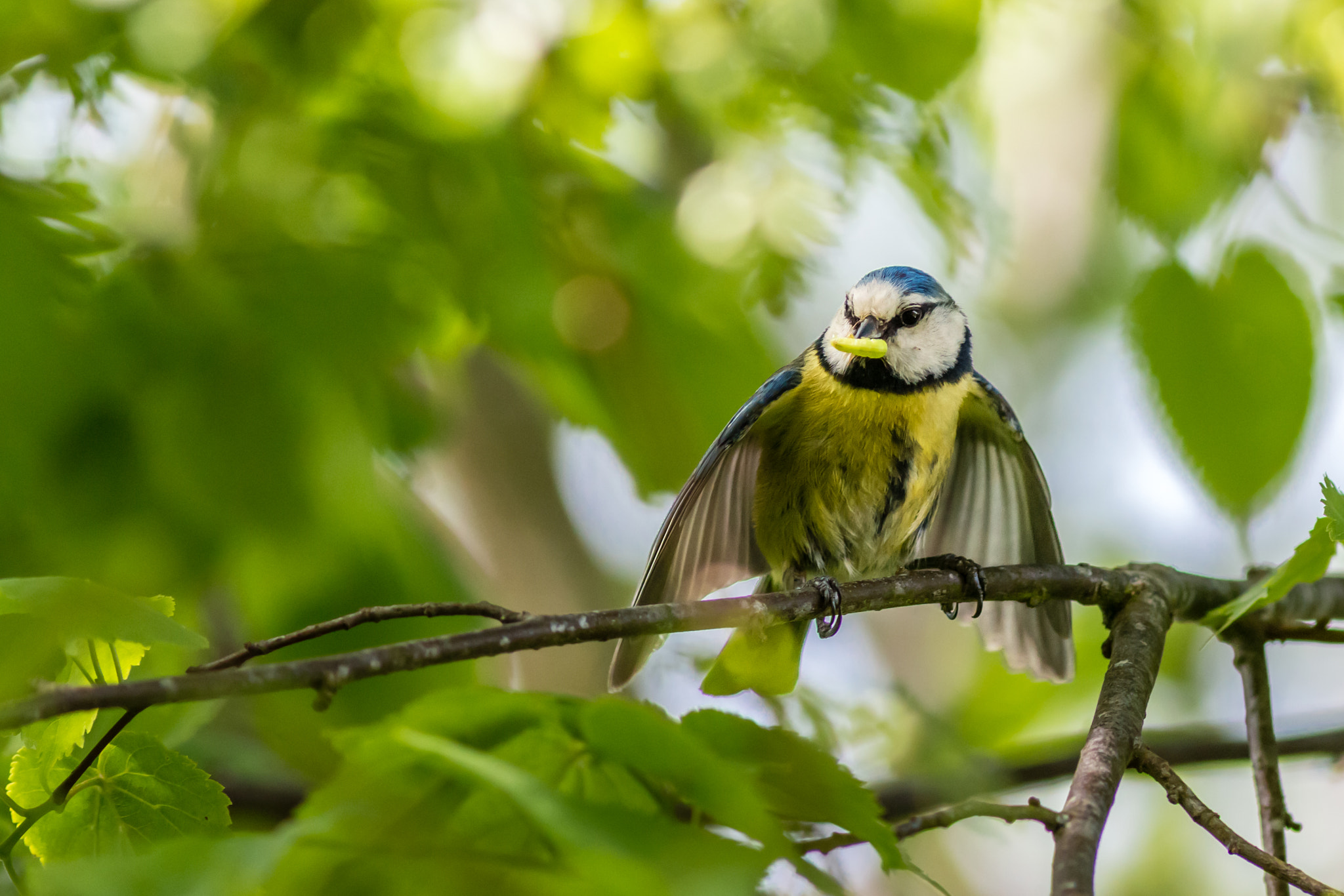 Canon EOS 70D + Canon EF 300mm f/4L sample photo. Blue tit photography