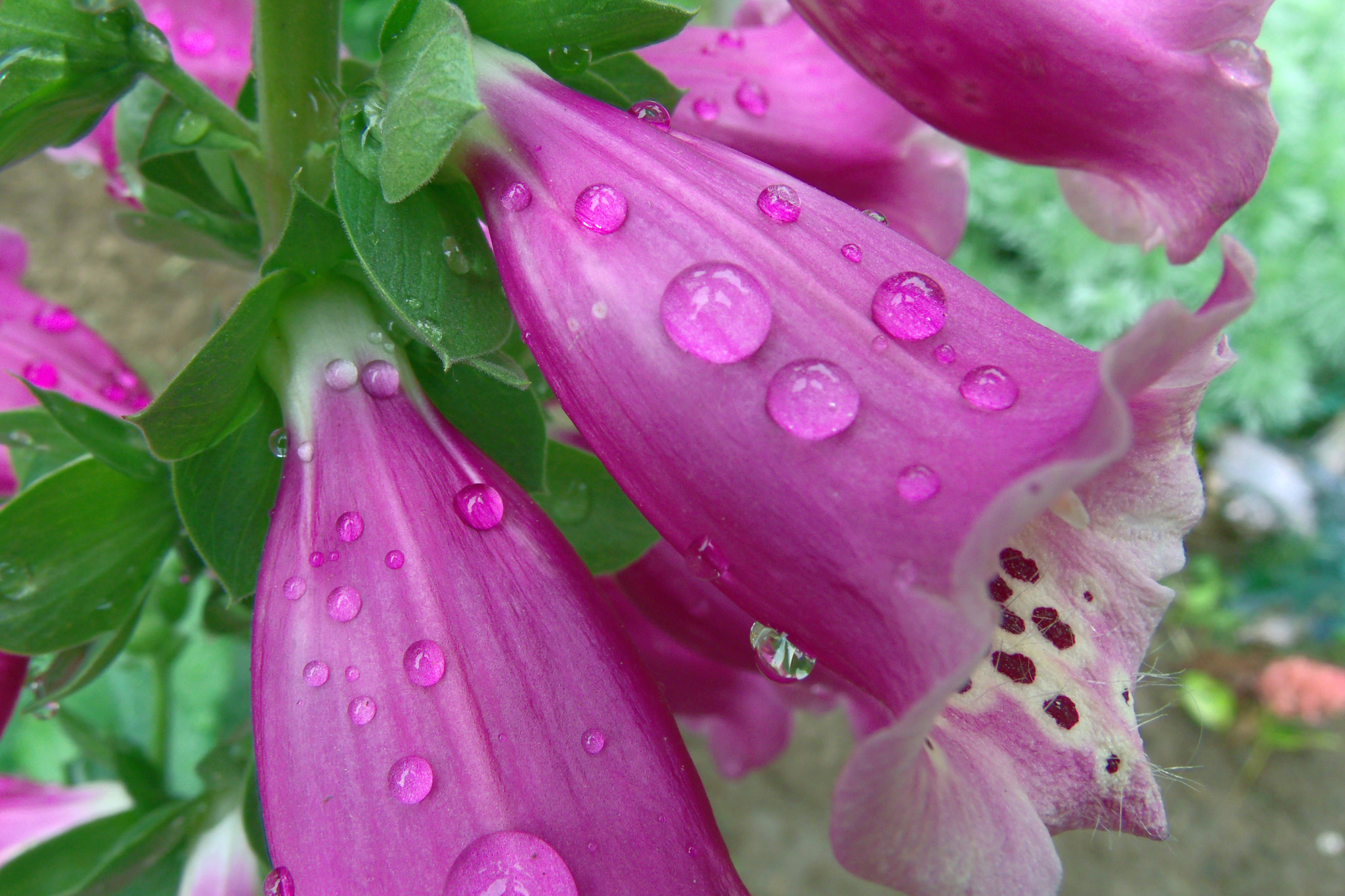 GENERAL IMAGING CO. X400 sample photo. Foxglove with raindrops photography