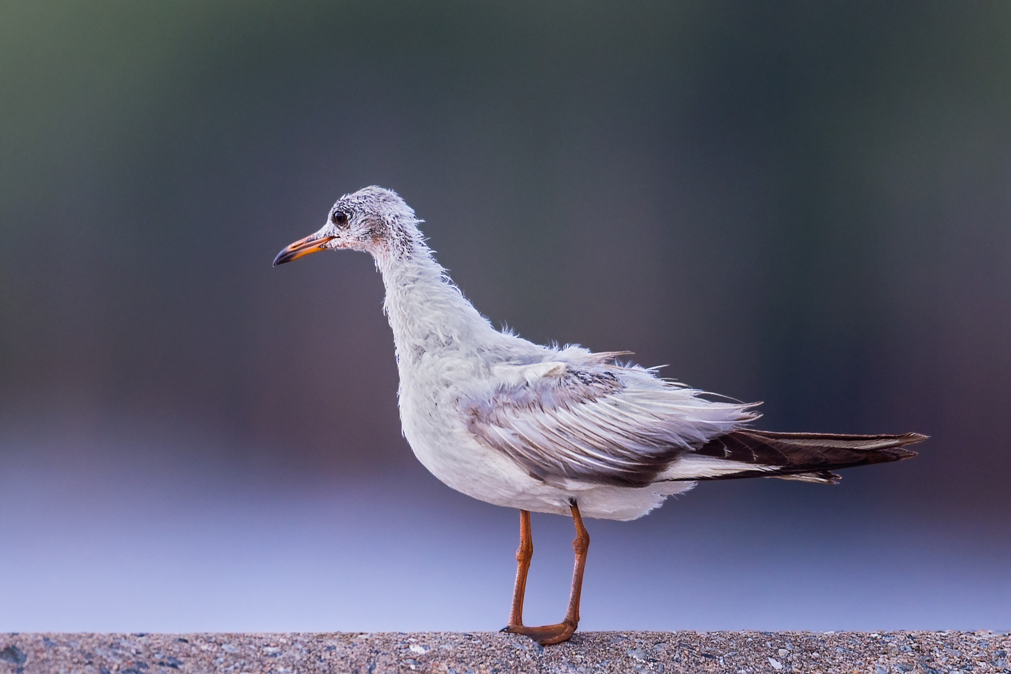 Nikon AF-S Nikkor 600mm F4E FL ED VR sample photo. কলমথ গঙচল common black- headed gull larus ridibundus photography