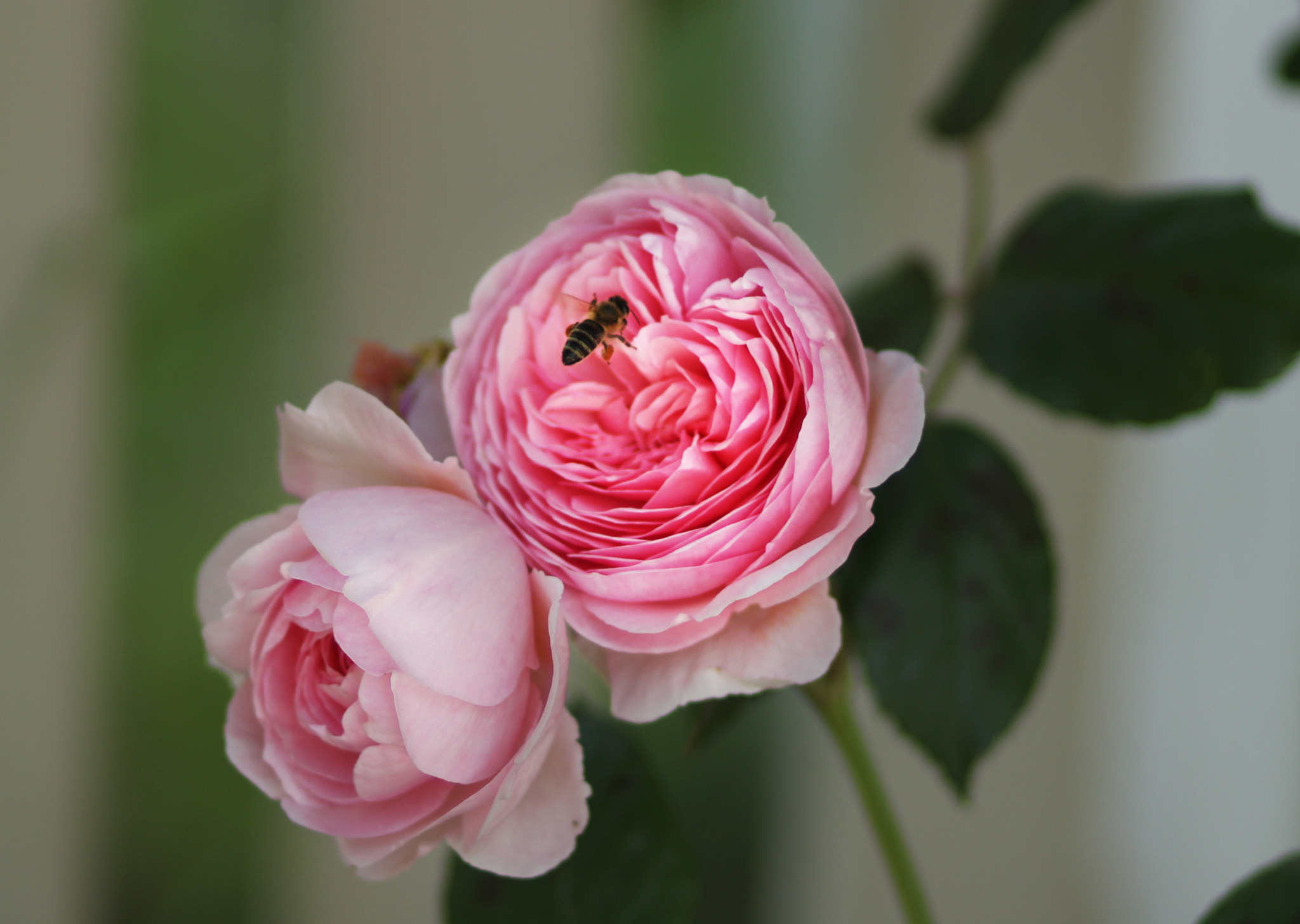 Canon EOS 100D (EOS Rebel SL1 / EOS Kiss X7) + Canon EF 85mm F1.8 USM sample photo. In my garden of roses photography