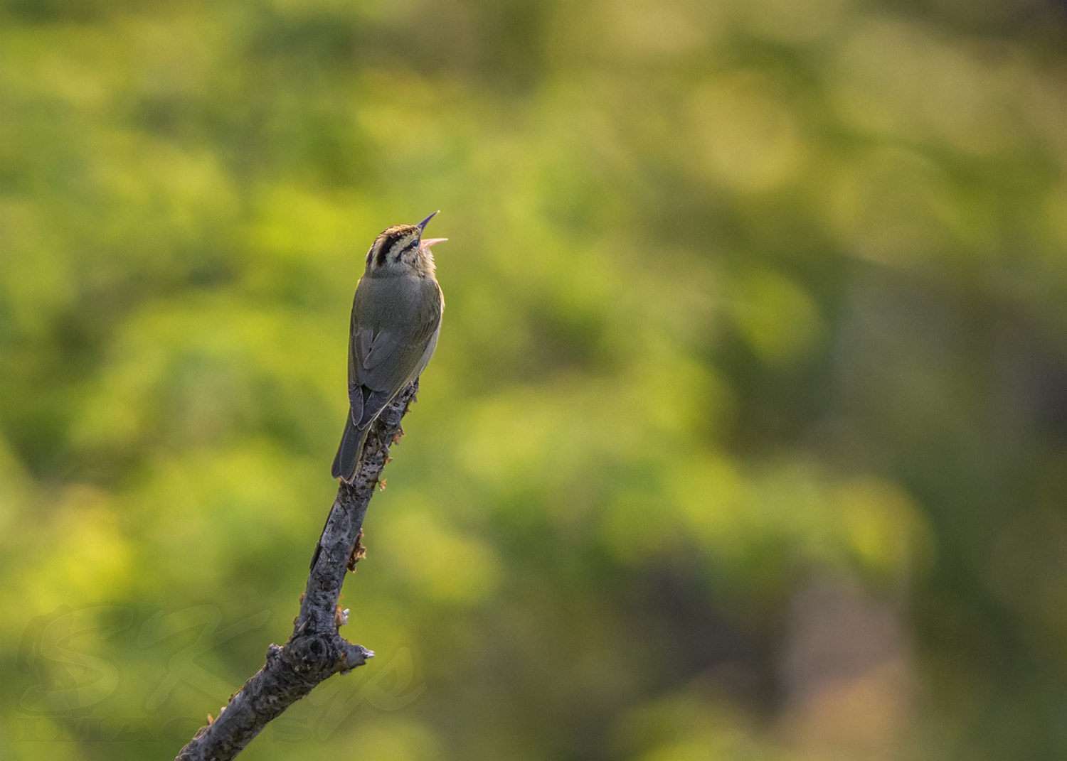 Nikon D7200 + Sigma 500mm F4.5 EX DG HSM sample photo. Sunrise song to the valley photography