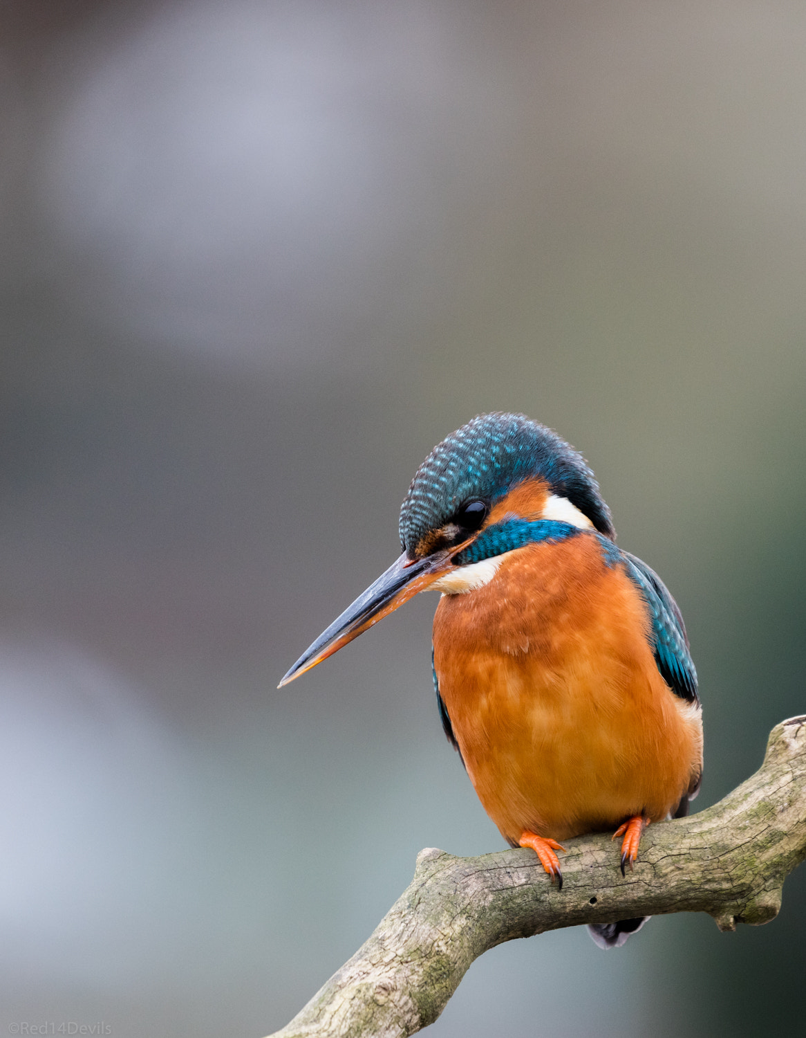 Canon EF 100-400mm F4.5-5.6L IS II USM sample photo. Common kingfisher photography