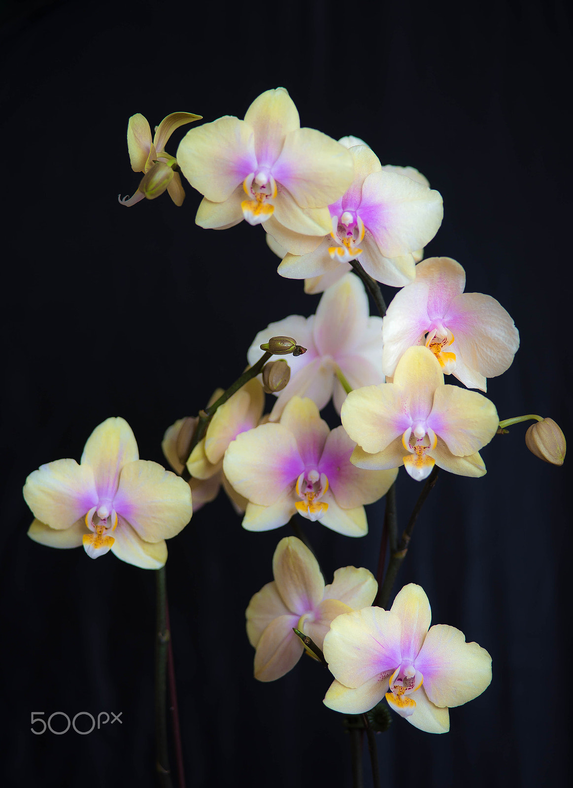 Sony a99 II sample photo. Marching orchids photography