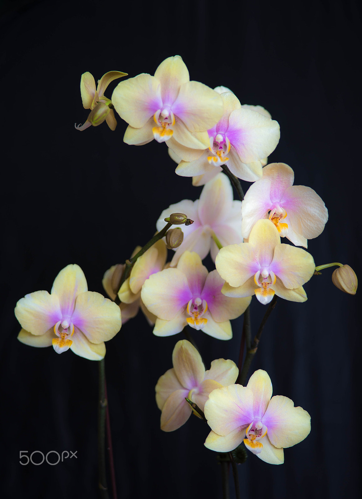 Minolta AF 80-200mm F2.8 HS-APO G sample photo. Marching orchids photography