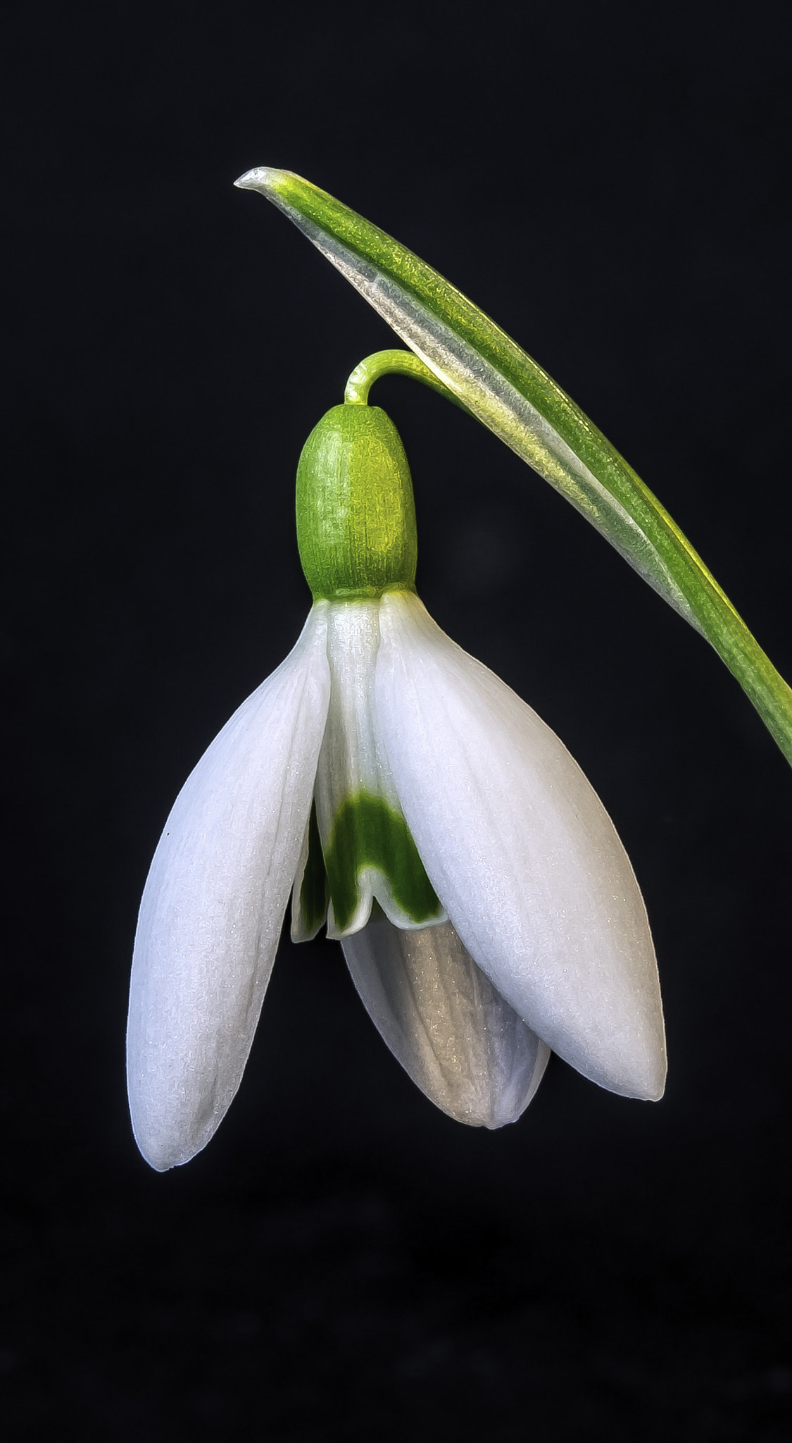 Olympus PEN E-PL5 + Olympus M.Zuiko Digital ED 12-40mm F2.8 Pro sample photo. The snowdrop the flower that heralds spring is on its way photography