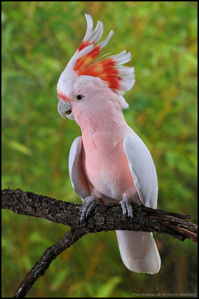 AF-S Zoom-Nikkor 80-200mm f/2.8D IF-ED sample photo. Major mitchell’s cockatoo (lophochroa leadbeateri) photography