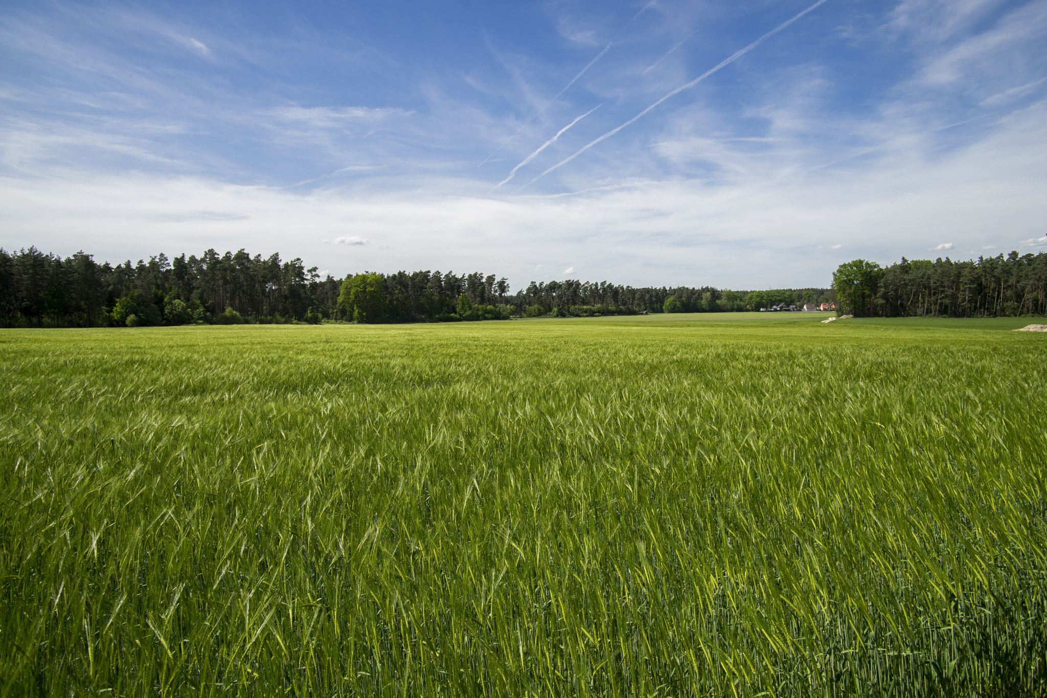 Sony a7 II + Minolta AF 17-35mm F2.8-4 (D) sample photo. Corn. seen on tour. made with ilce 7m2 and a minolta 17-35 on a ea4 adapter. developed with lr 6.5.1 photography