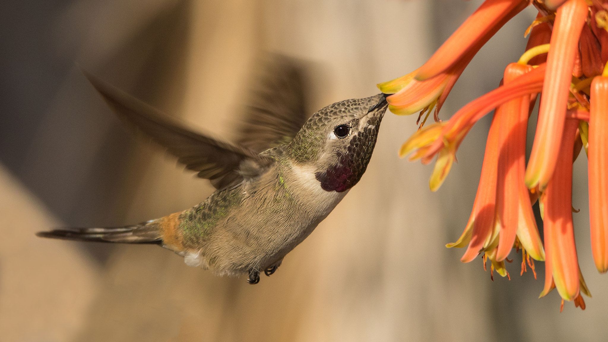 Pentax K-3 II + Sigma 150-500mm F5-6.3 DG OS HSM sample photo. Pollen harvesting photography