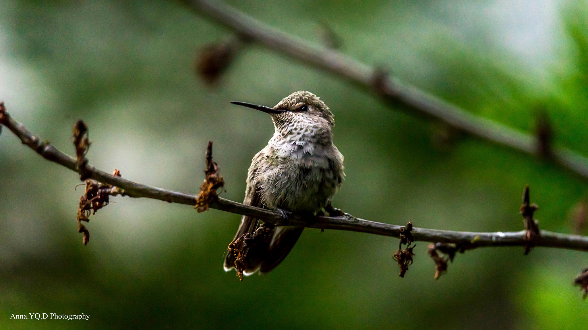 Sony a7 + Tamron SP 150-600mm F5-6.3 Di VC USD sample photo. Hummingbird photography