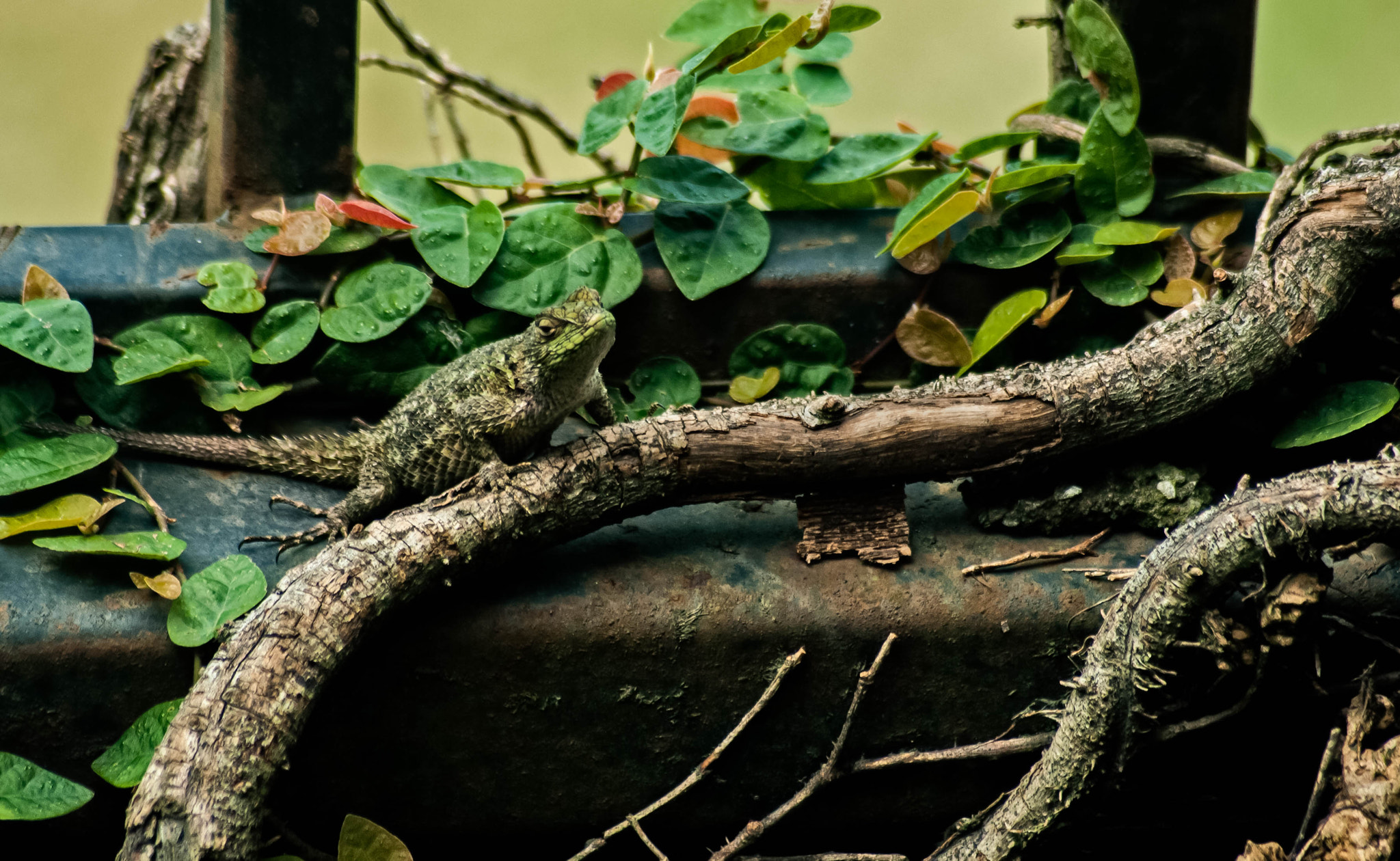 Nikon D3000 sample photo. Iguana photography