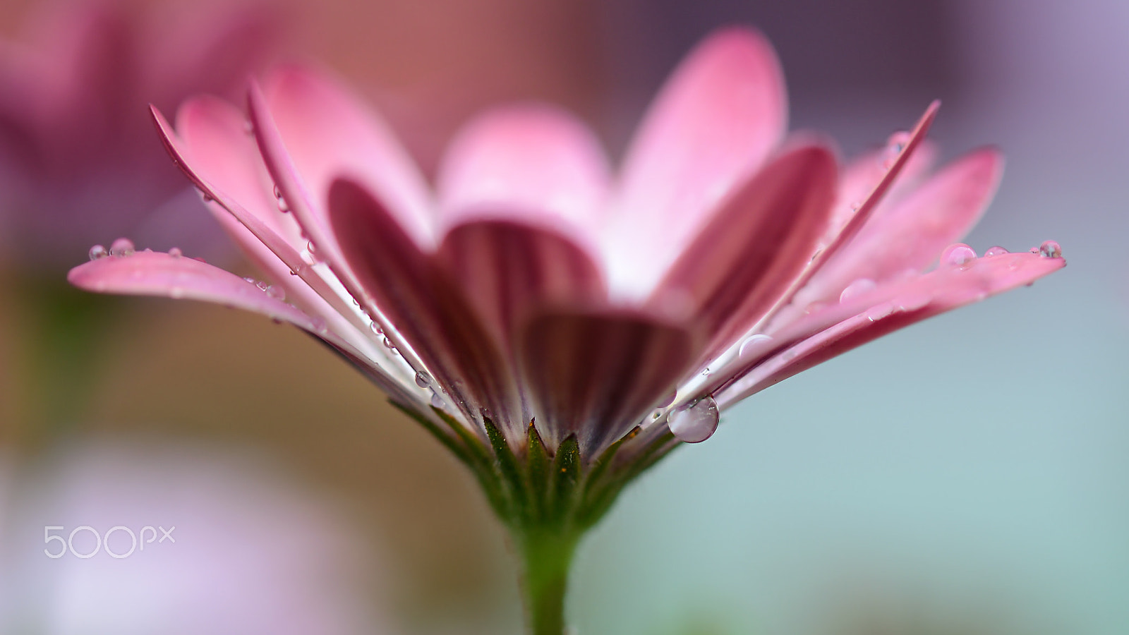 Nikon AF-S Micro-Nikkor 60mm F2.8G ED sample photo. Loss photography