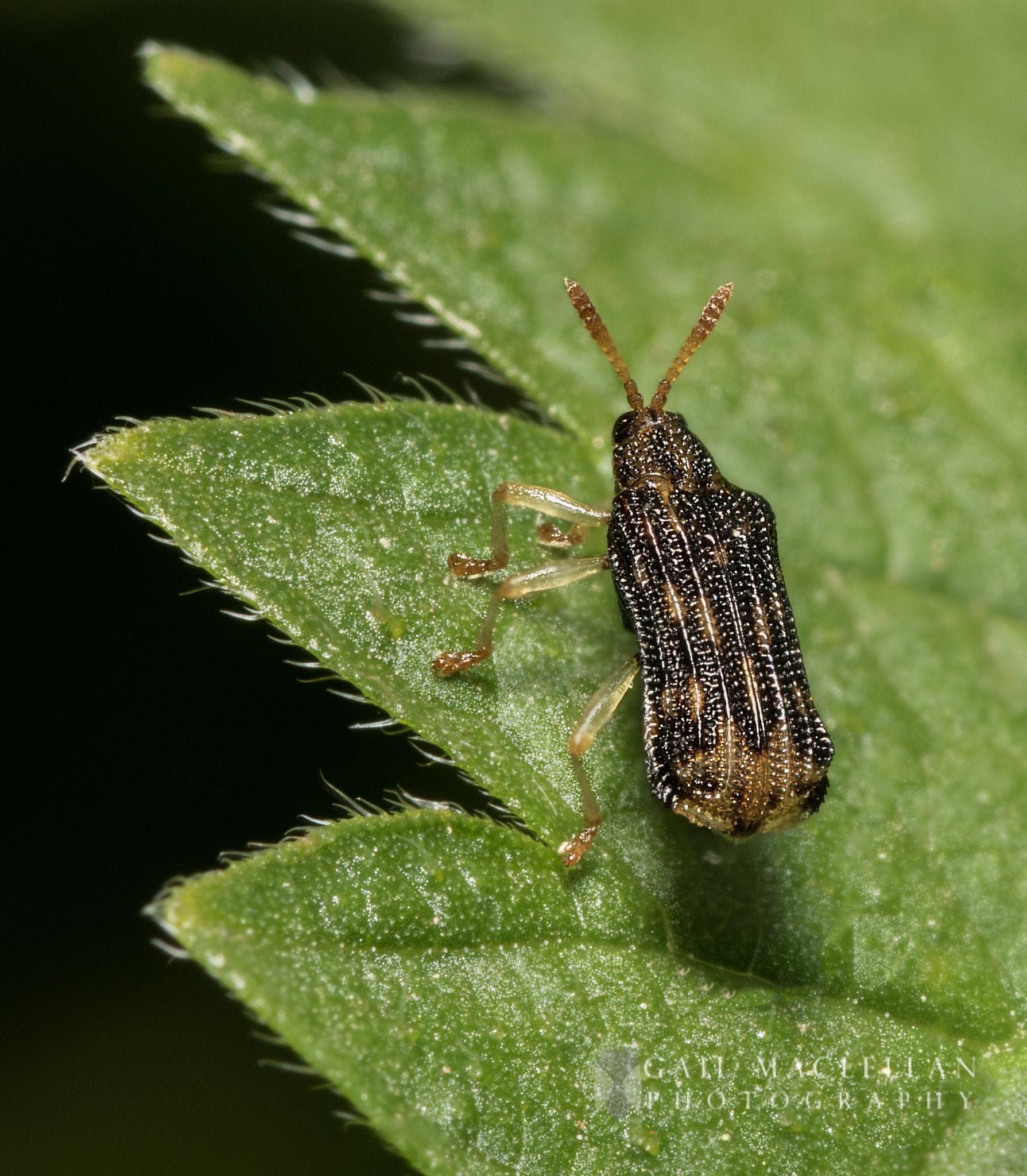 Sigma 105mm F2.8 EX DG Macro sample photo. Beetle photography