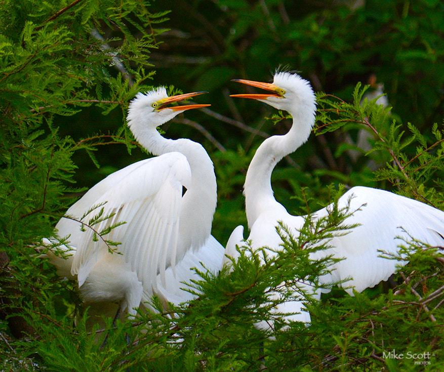 Nikon AF-S Nikkor 300mm F2.8G ED VR II sample photo. Sibling rivalry photography