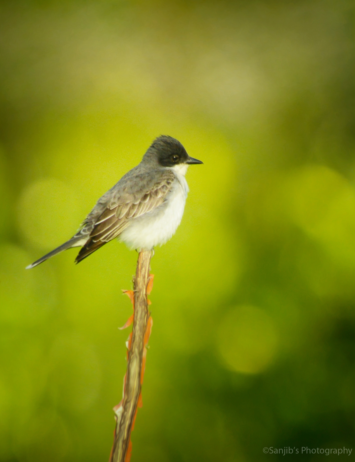 Nikon D7100 + Sigma 50mm F2.8 EX DG Macro sample photo. A bird photography