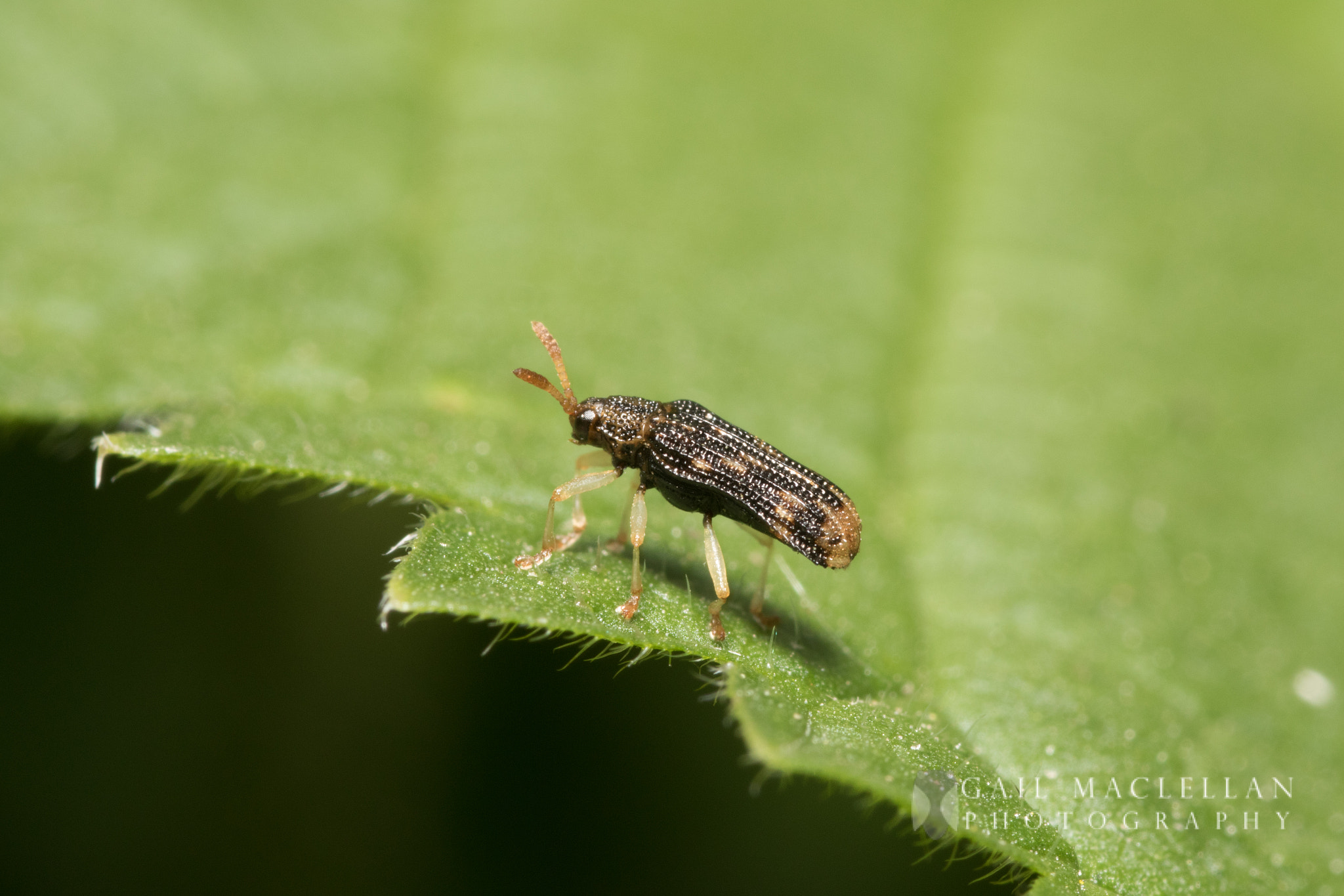 Sigma 105mm F2.8 EX DG Macro sample photo. Sumitrosis photography