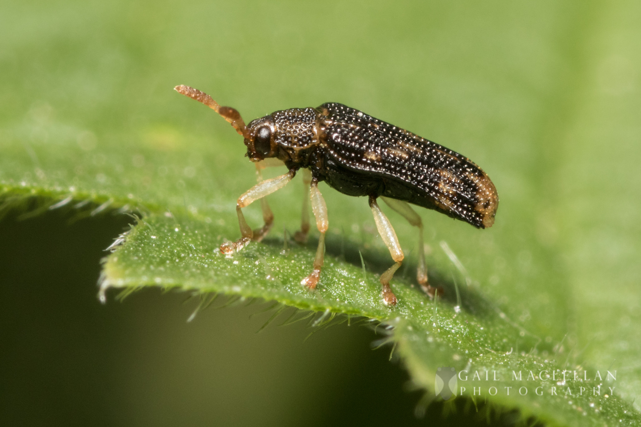 Sigma 105mm F2.8 EX DG Macro sample photo. Sumitrosis photography