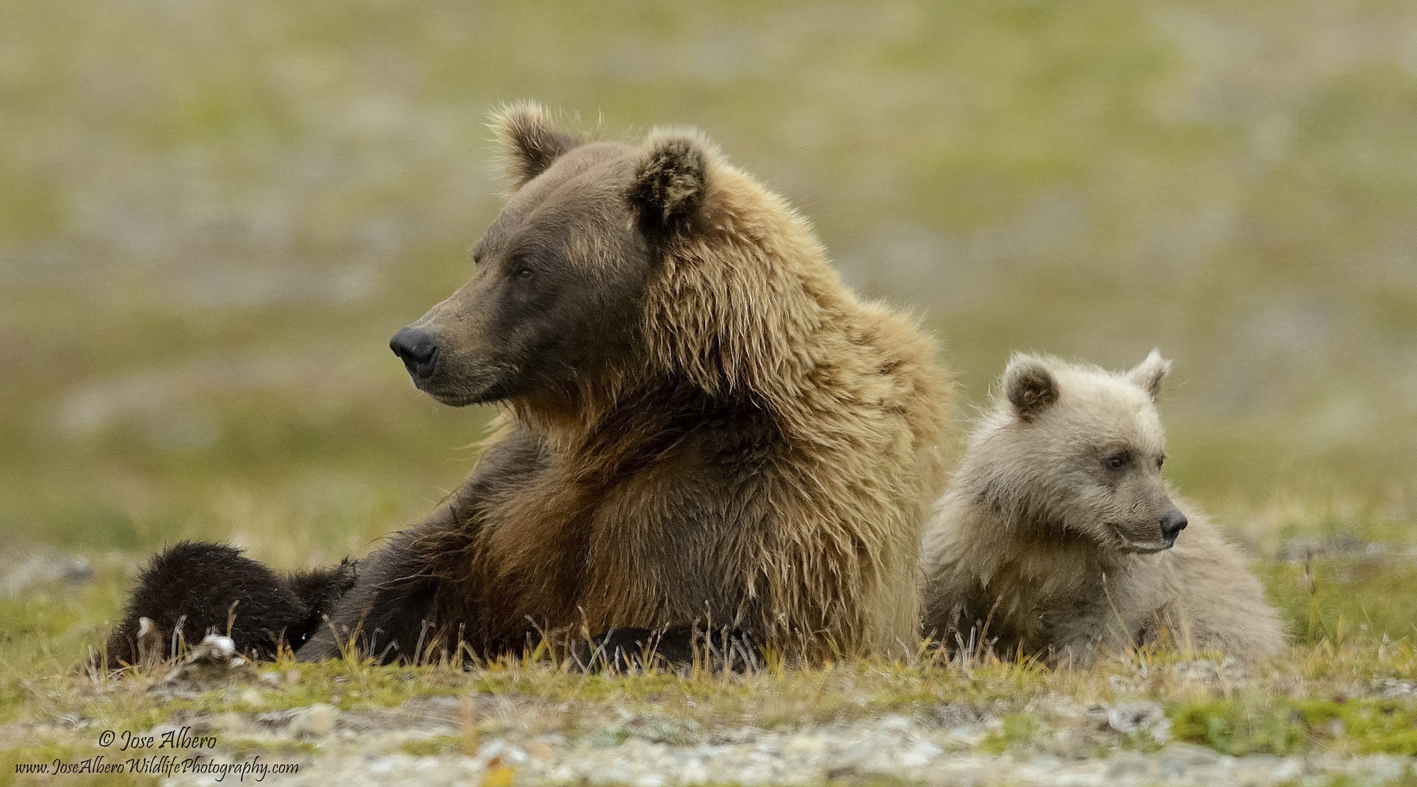 Nikon AF-S Nikkor 500mm F4D ED-IF II sample photo. Mama bear and cub photography