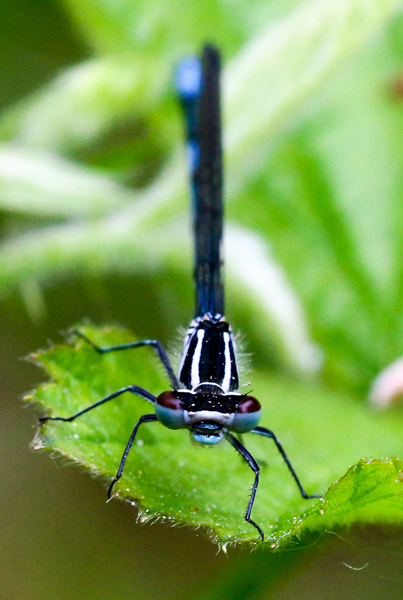 Sigma 105mm F2.8 EX DG OS HSM sample photo. Azure damsonfly  photography