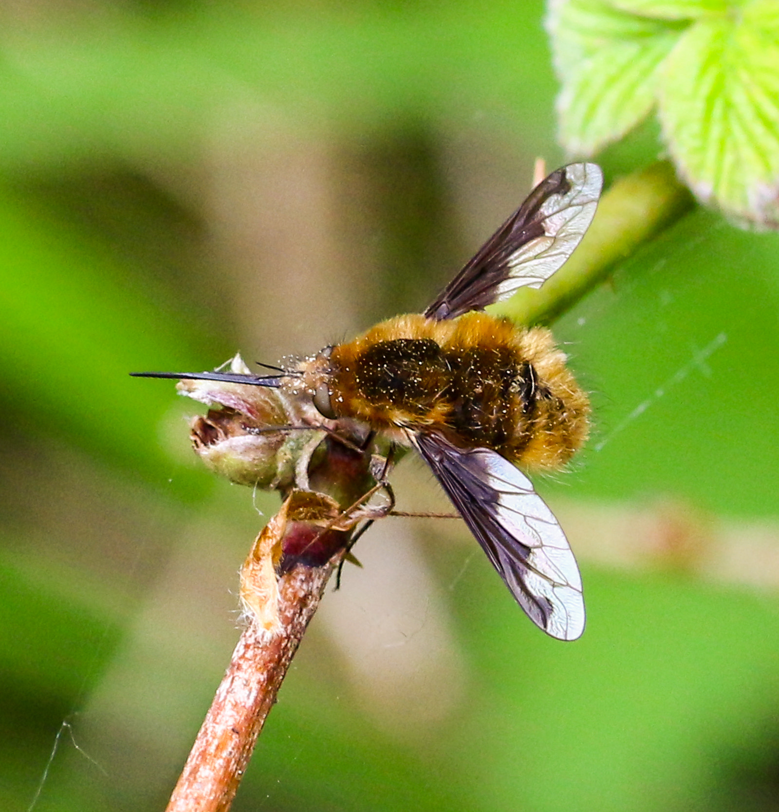Sigma 105mm F2.8 EX DG OS HSM sample photo. Beefly photography