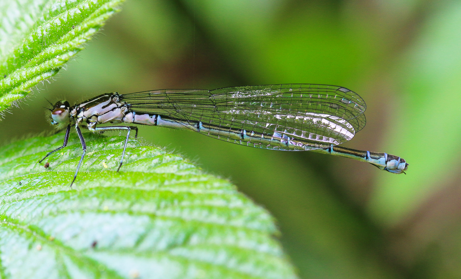 Sigma 105mm F2.8 EX DG OS HSM sample photo. Damsonfly  photography