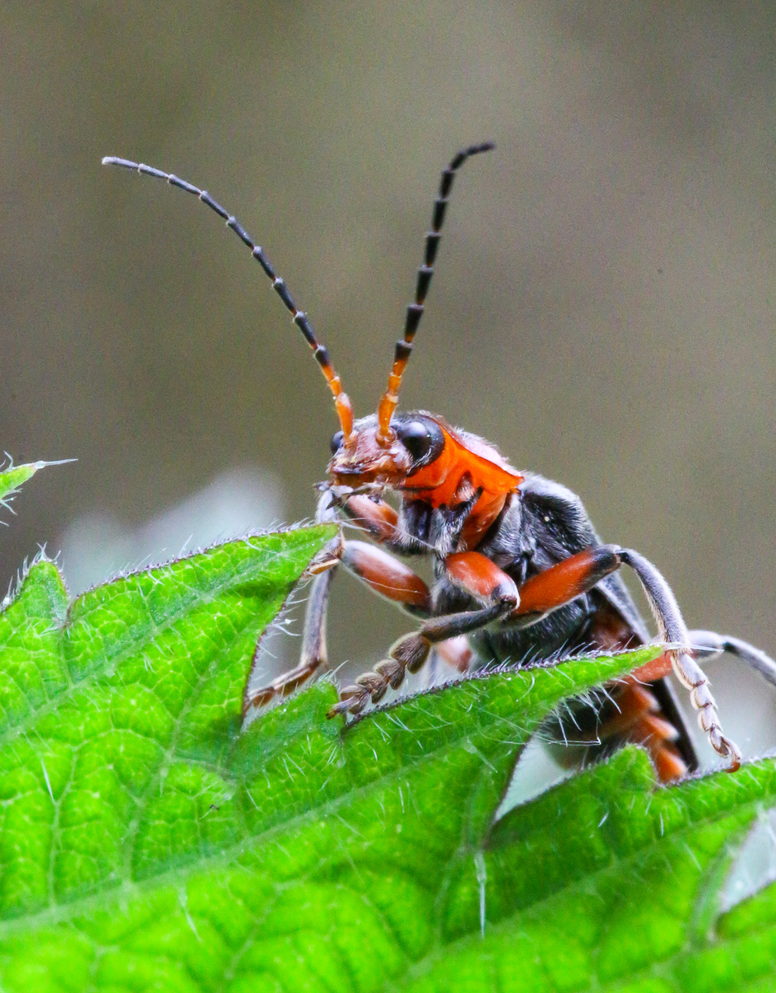 Sigma 105mm F2.8 EX DG OS HSM sample photo. Soldier bug photography