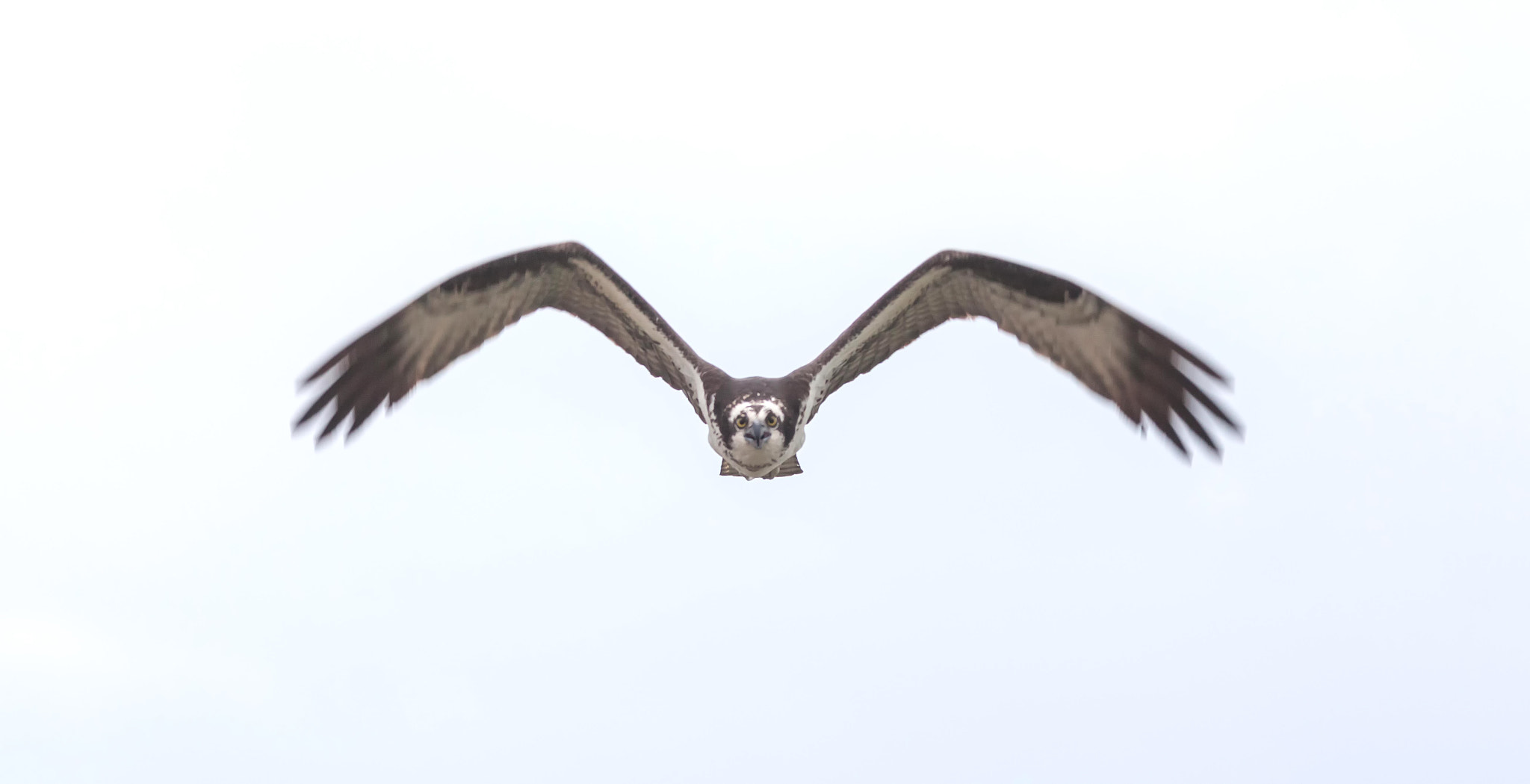 Canon EF 300mm F4L IS USM sample photo. I'm coming for you photography