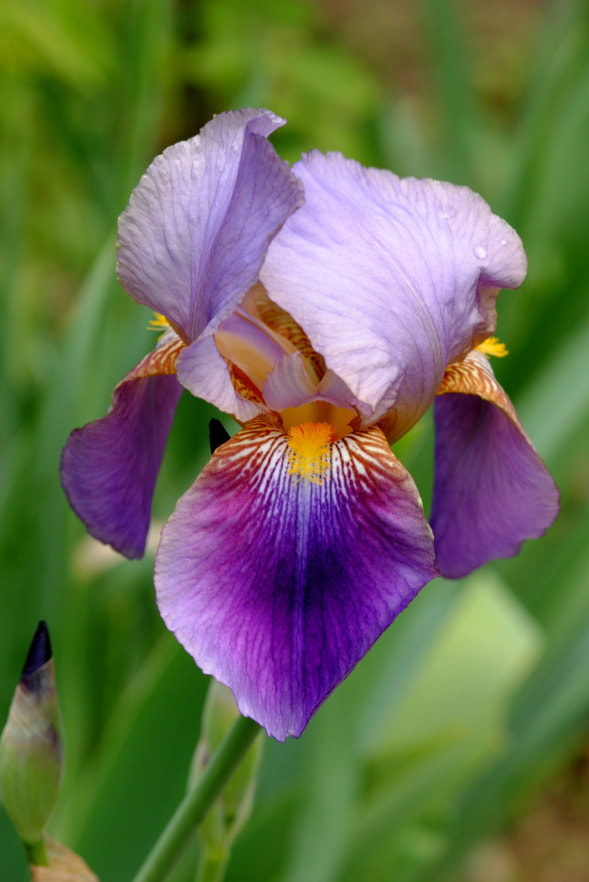 Nikon AF-S Micro-Nikkor 105mm F2.8G IF-ED VR sample photo. Iris photography