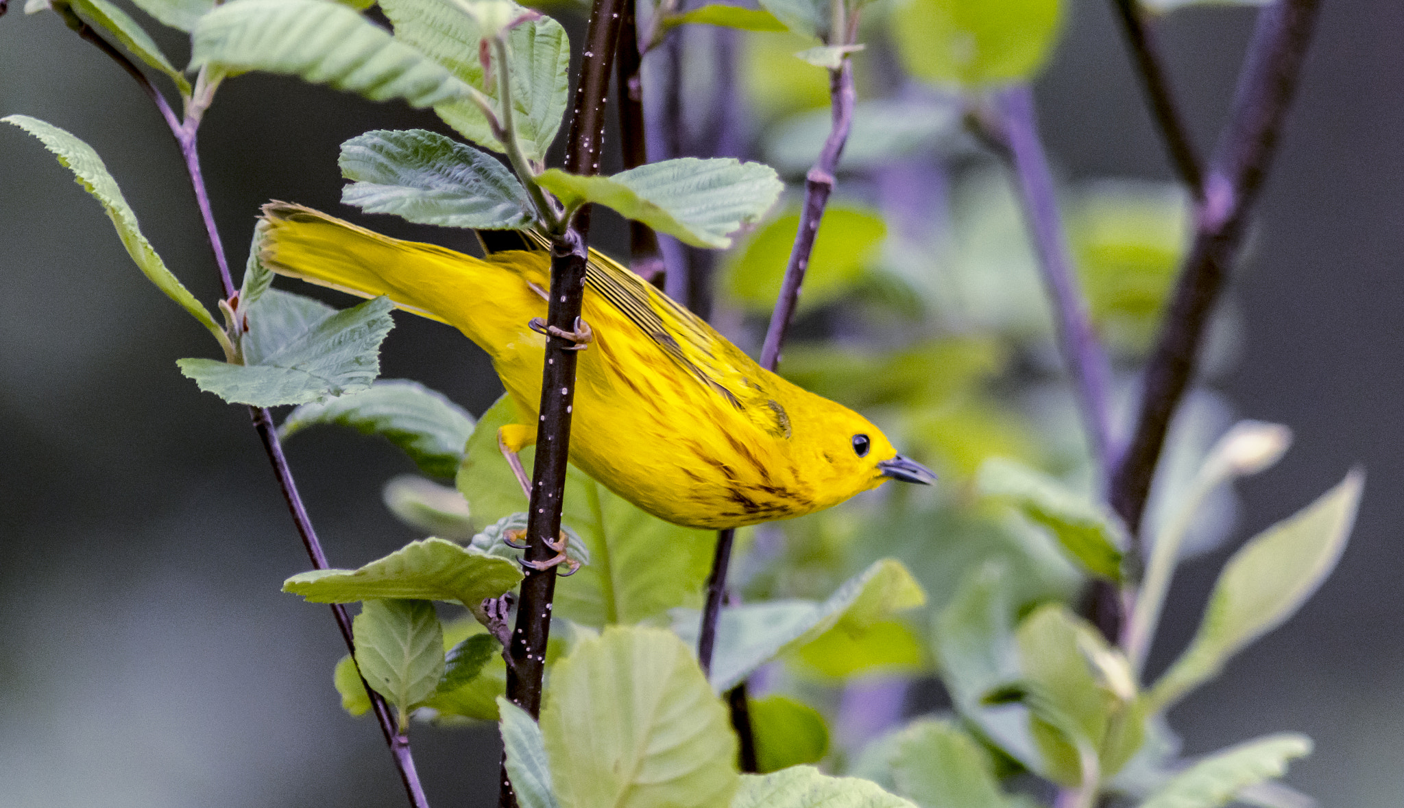 AF Nikkor 300mm f/4 IF-ED sample photo. Yellow warbler photography