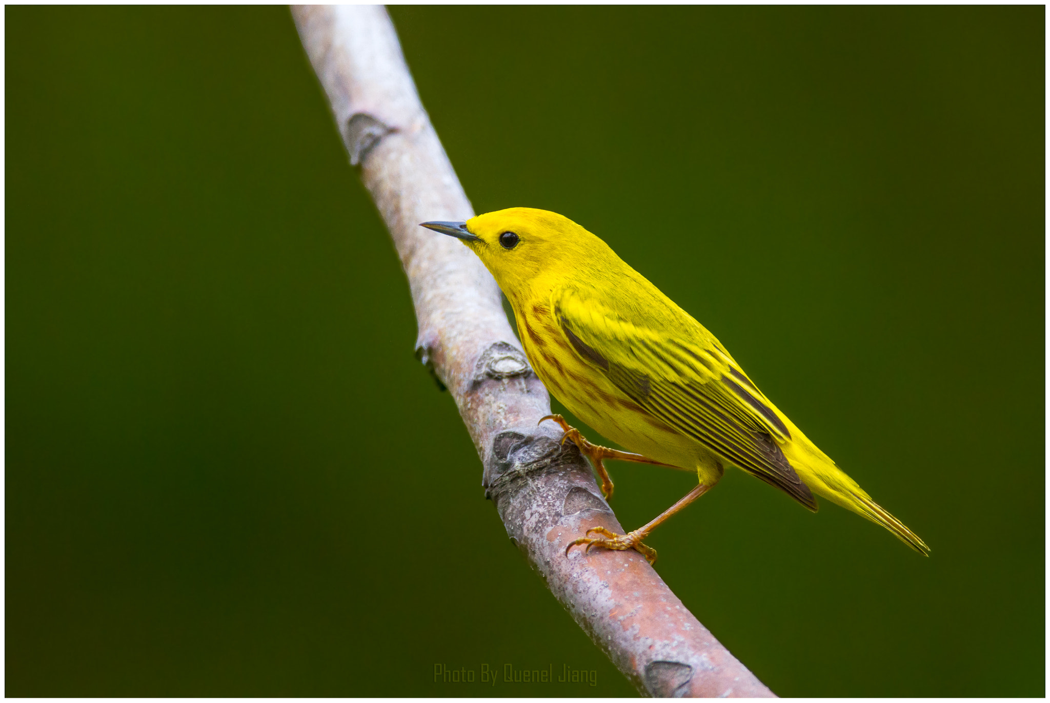 Canon EOS 7D + Canon EF 600mm F4L IS USM sample photo. Yellow warbler photography