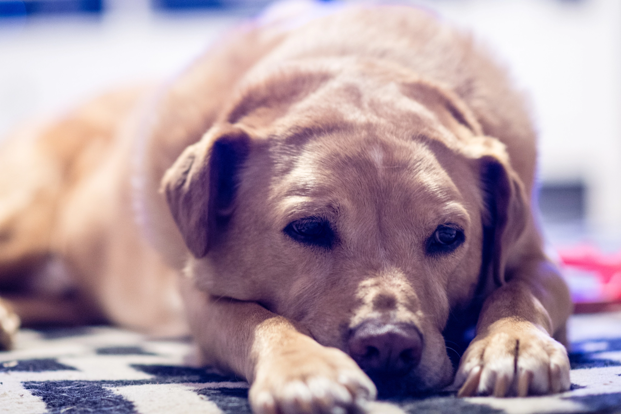 Nikon D500 + Nikon AF-S Nikkor 85mm F1.8G sample photo. Is it bed time yet? photography