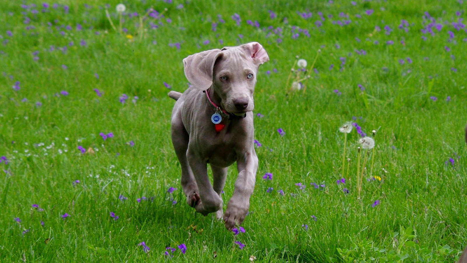 Pentax smc DA 55-300mm F4.0-5.8 ED sample photo. Luciano on the run photography