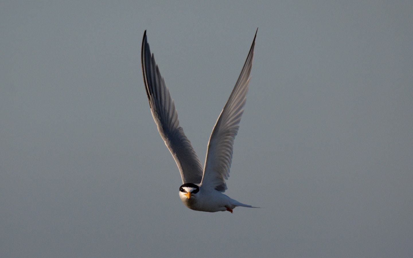 Sigma 150-600mm F5-6.3 DG OS HSM | S sample photo. Sternula albifrons photography