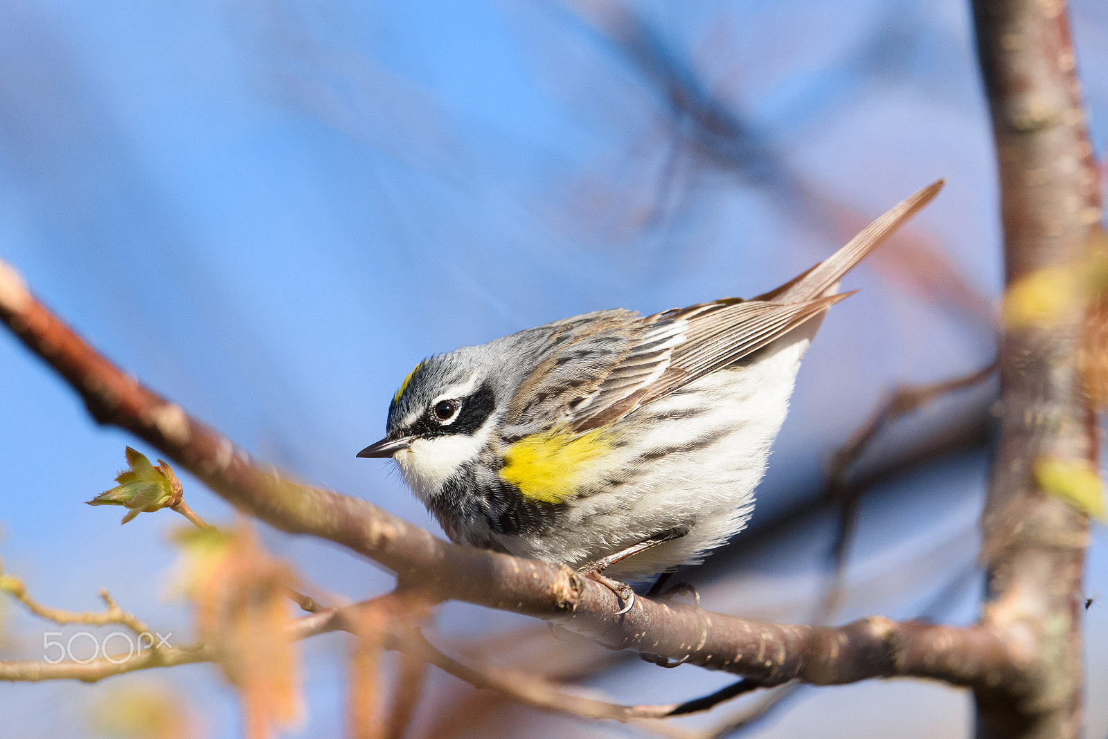 Nikon AF-S Nikkor 500mm F4E FL ED VR sample photo. Yellow rumped warbler photography