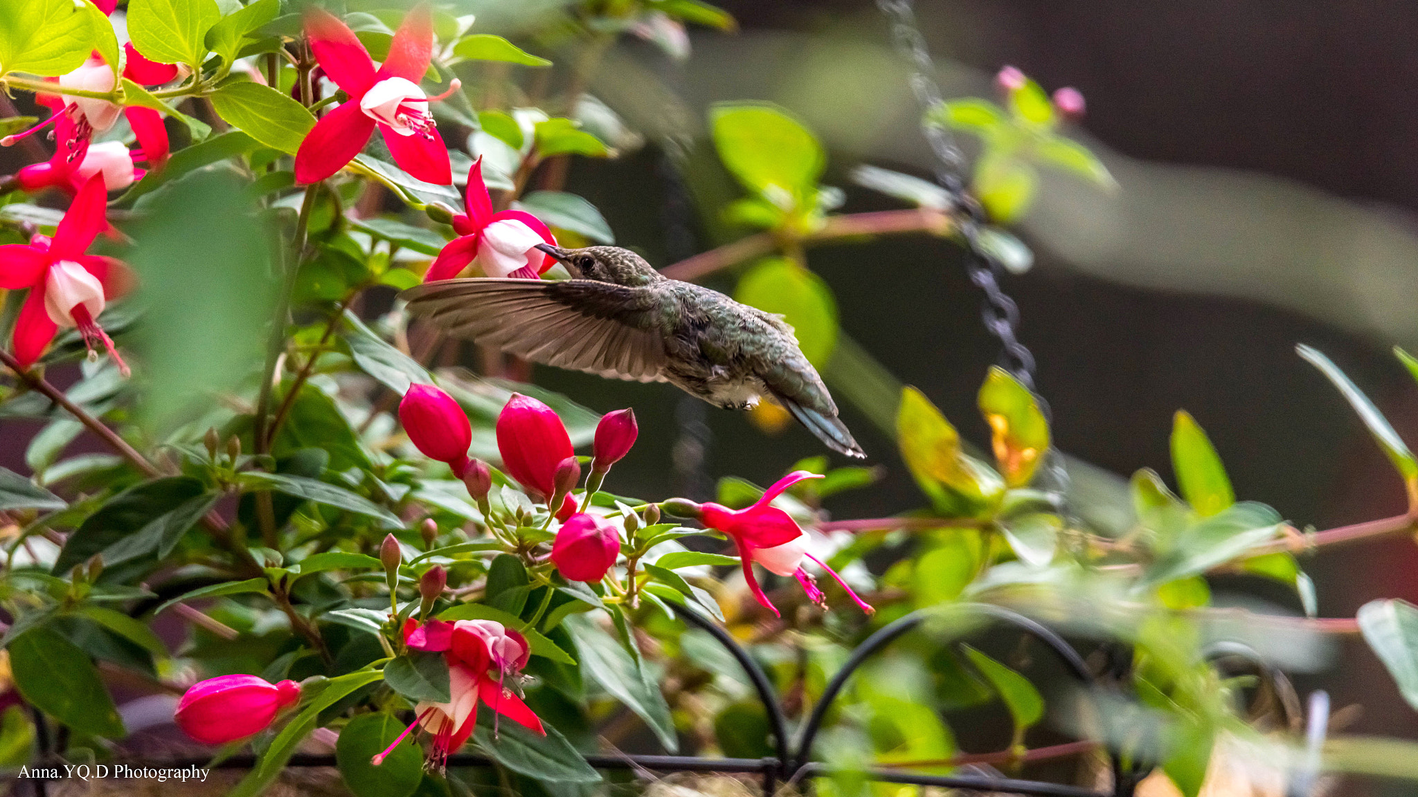 Sony a7 + Tamron SP 150-600mm F5-6.3 Di VC USD sample photo. Hummingbird loves flowers photography