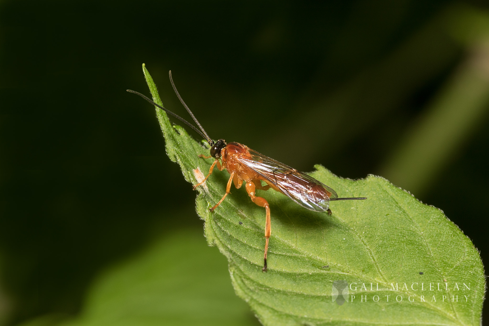 Sigma 105mm F2.8 EX DG Macro sample photo. Ichneumon wasp photography