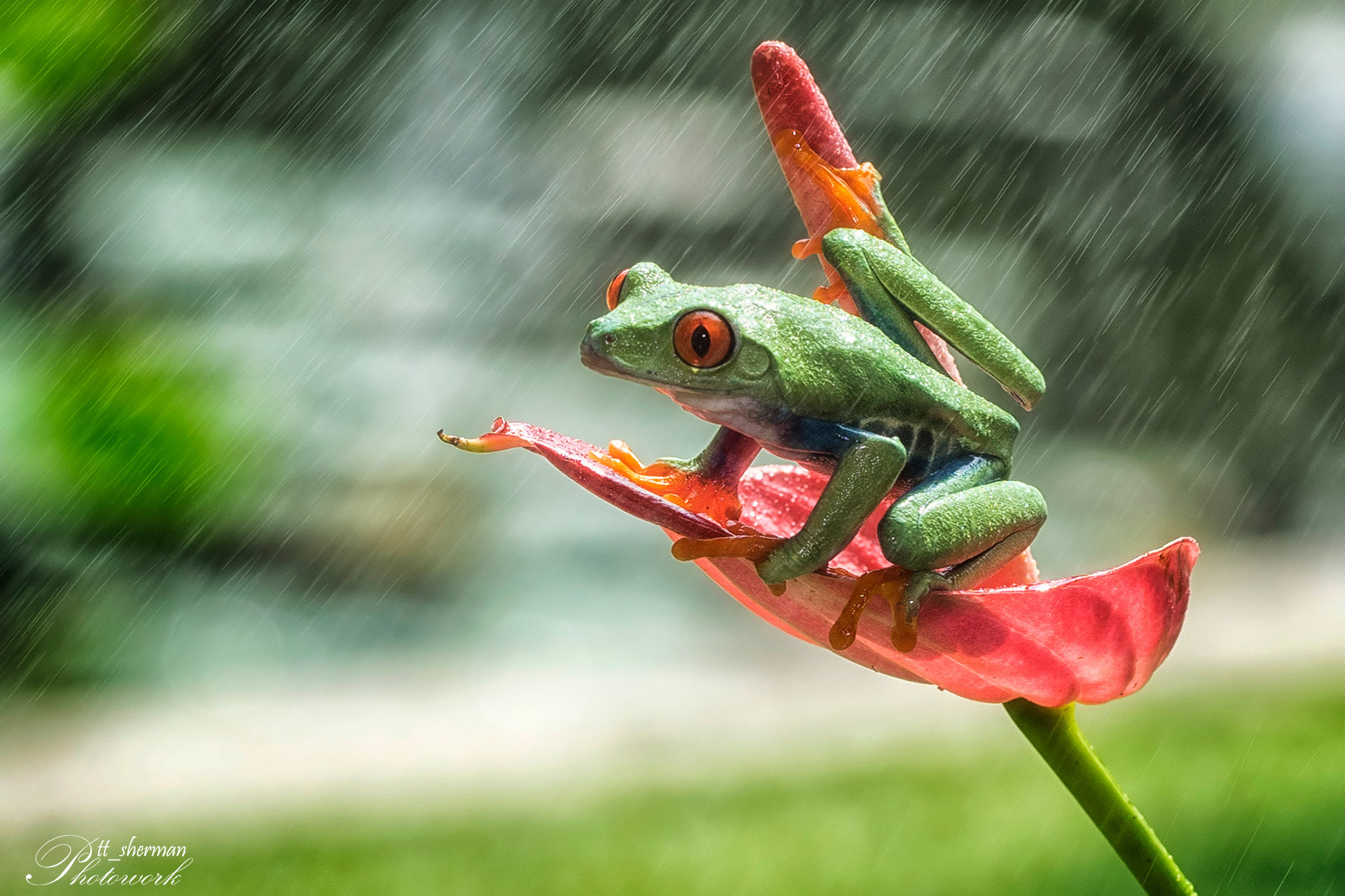 Sony a7 II + Canon EF 100mm F2.8L Macro IS USM sample photo. Frog in the rain photography