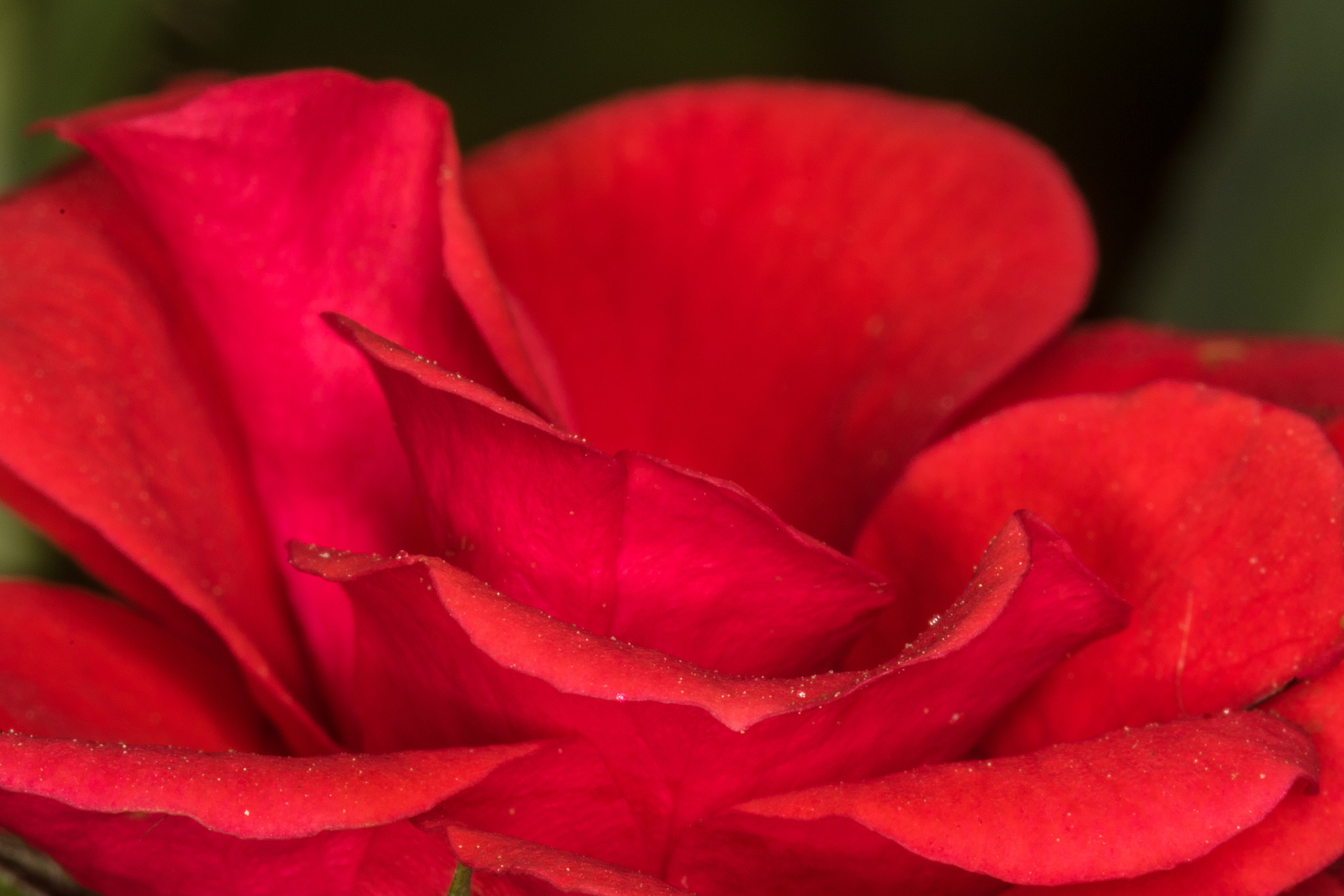 Sigma 105mm F2.8 EX DG Macro sample photo. Rose photography