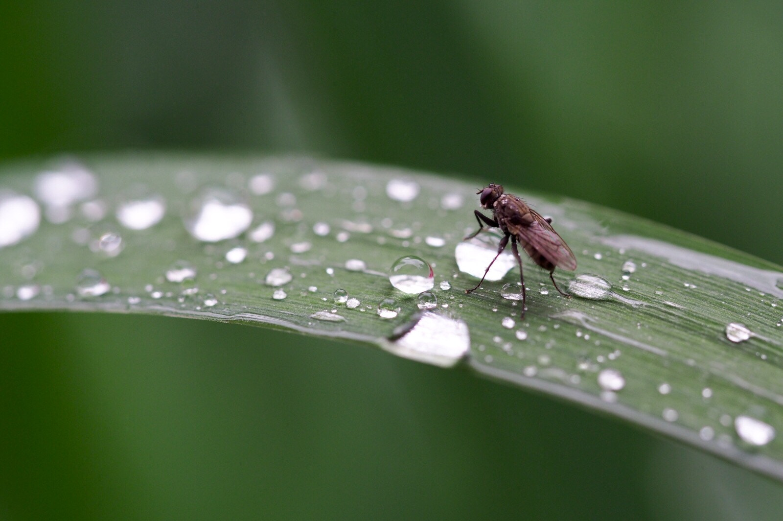 Olympus PEN E-P5 sample photo. Tiny fly in the rain photography