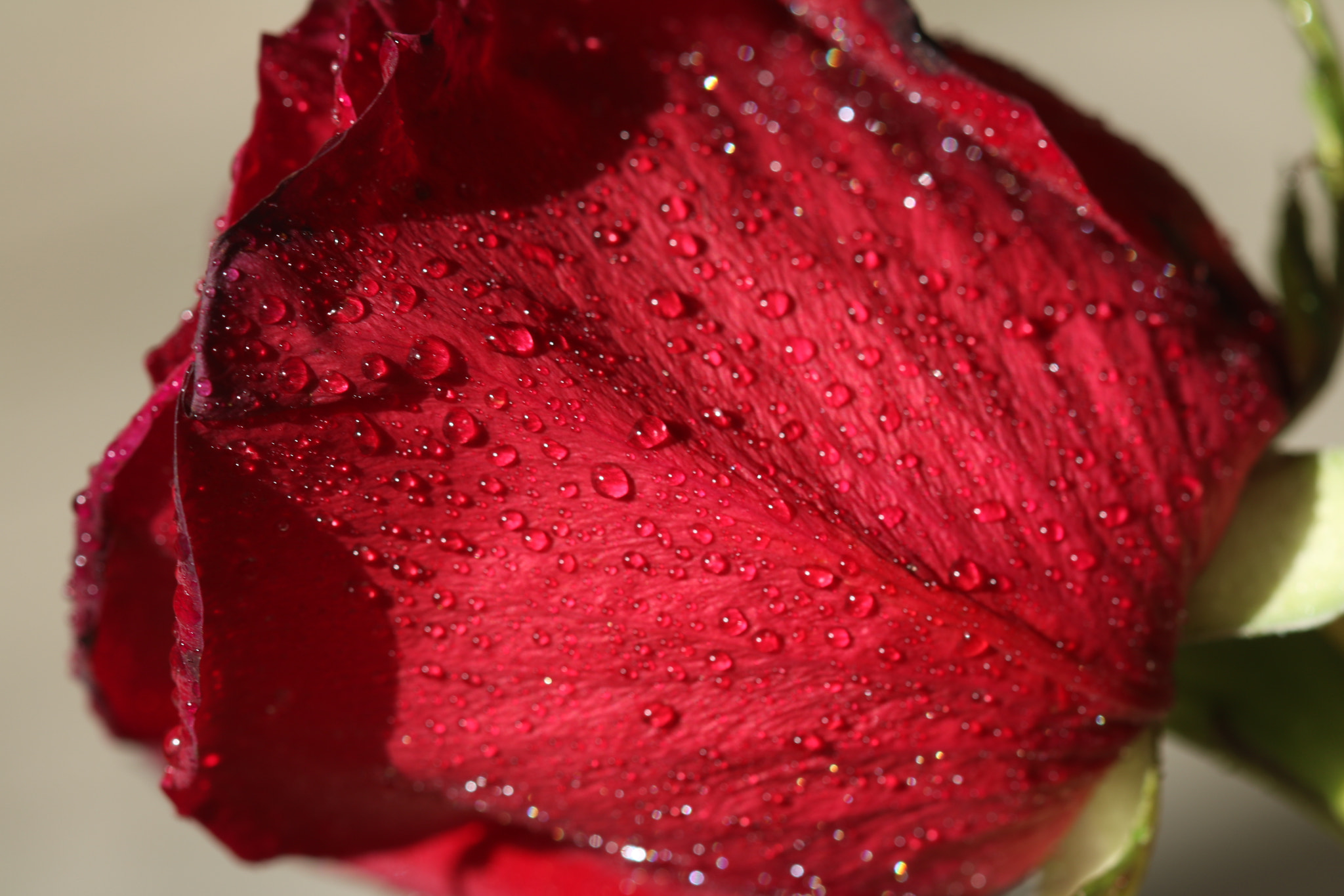 Canon EF 100mm F2.8 Macro USM sample photo. Rose photography