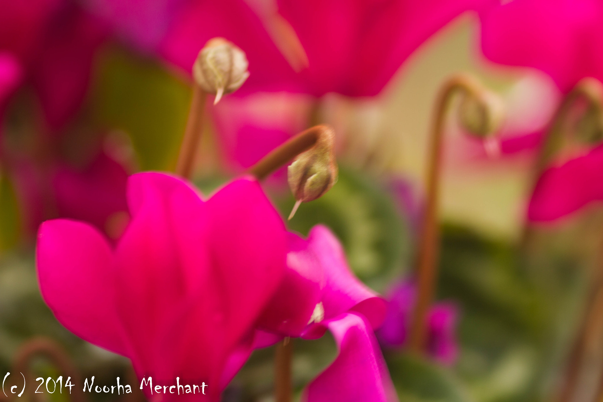 Canon EOS 7D + Sigma 105mm F2.8 EX DG Macro sample photo. Flowers photography