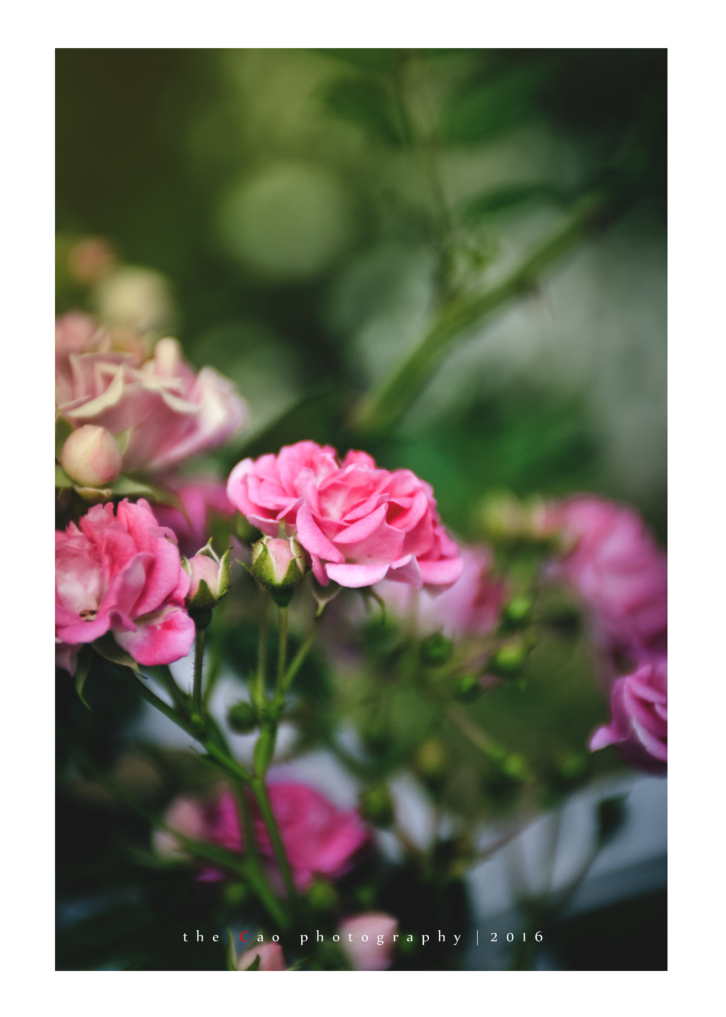 Nikon AF-S Nikkor 28-70mm F2.8 ED-IF sample photo. Rose_2016 ***4 photography