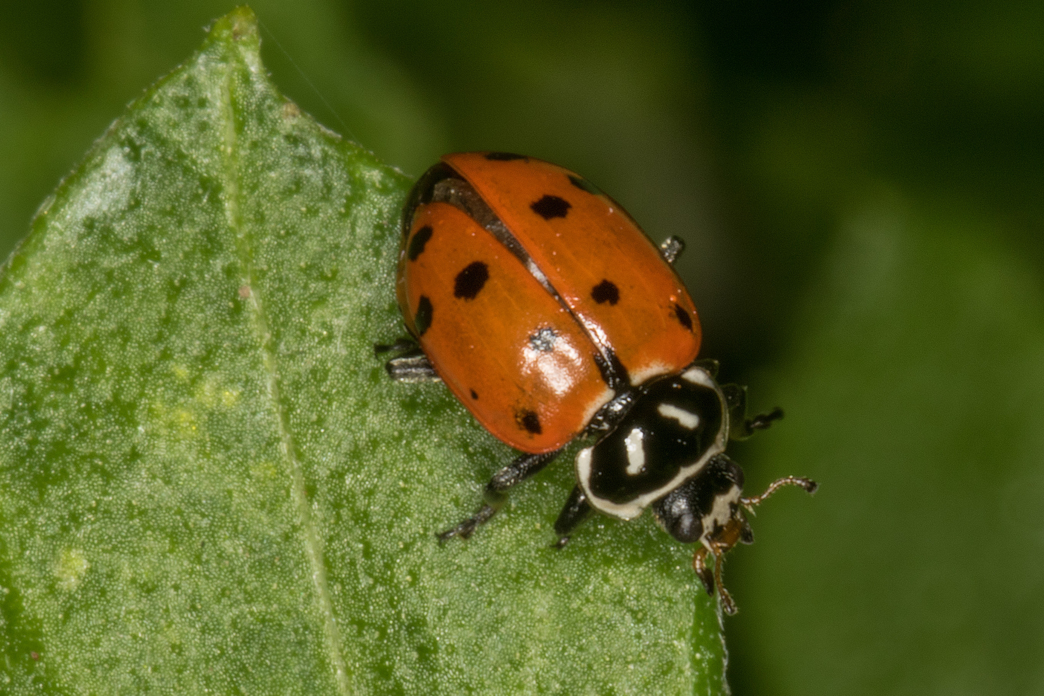 Sigma 105mm F2.8 EX DG Macro sample photo. Ladybug photography