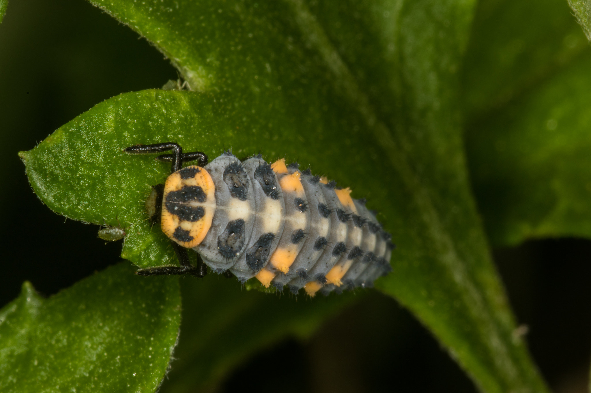 Sigma 105mm F2.8 EX DG Macro sample photo. Lady beetle larvae photography