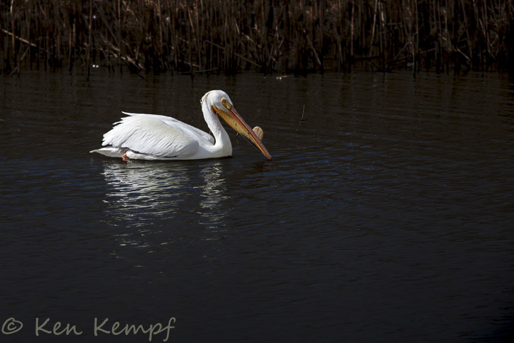 Canon EF 300mm F4L IS USM sample photo. American white pelican photography