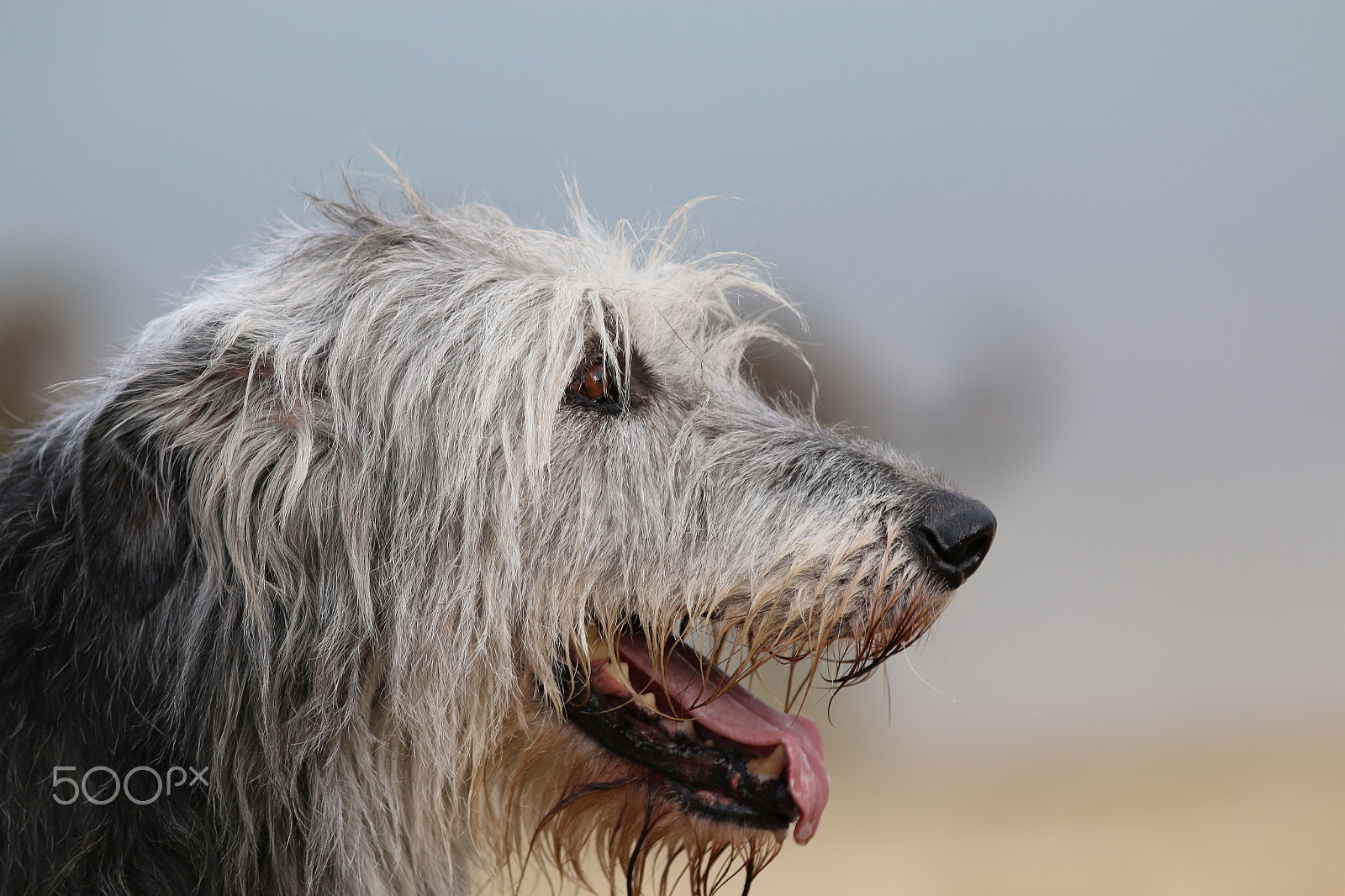 Canon EOS 70D + Canon EF 200mm F2.8L II USM sample photo. Irischer wolfshund photography